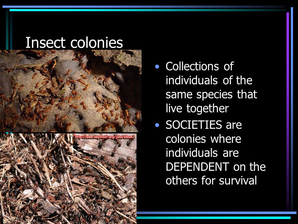 Insect colonies Collections of individuals of the same species that live together SOCIETIES are colonies where individuals are DEPENDENT on the others for survival