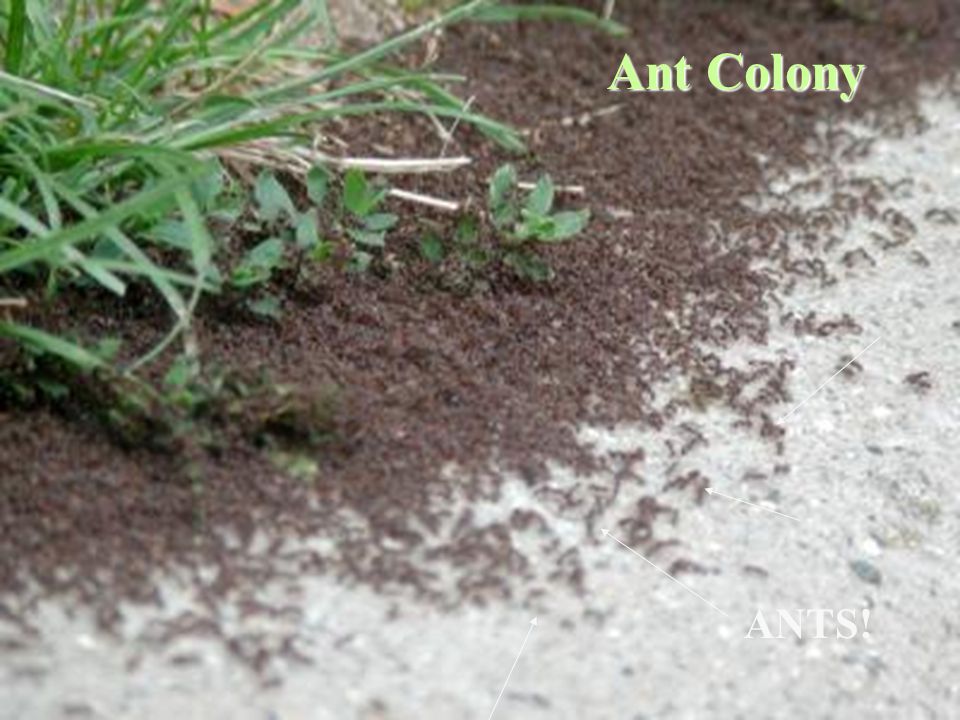 ANTS! Ant Colony