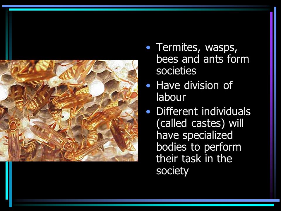 Termites, wasps, bees and ants form societies Have division of labour Different individuals (called castes) will have specialized bodies to perform their task in the society