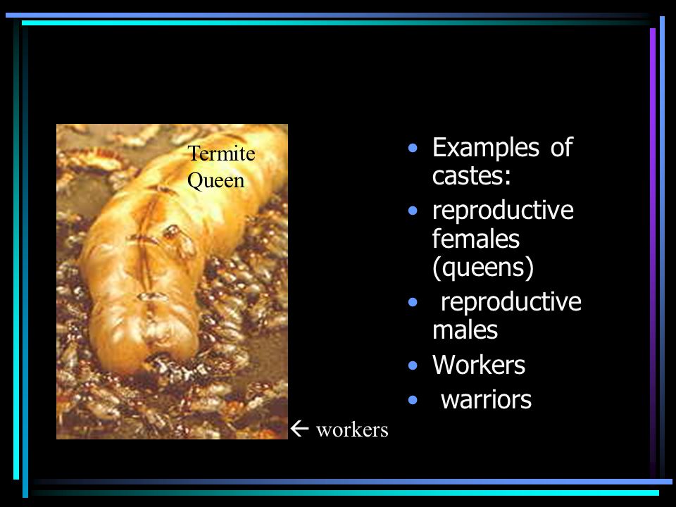 Examples of castes: reproductive females (queens) reproductive males Workers warriors Termite Queen  workers