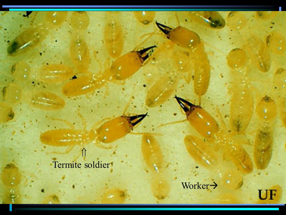  Termite soldier Worker 