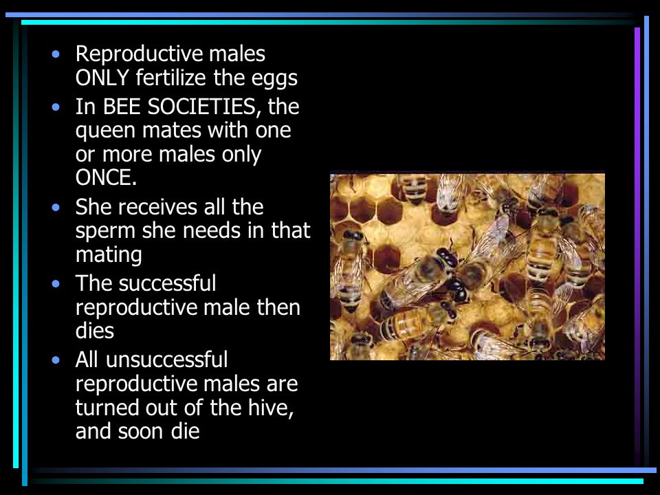Reproductive males ONLY fertilize the eggs In BEE SOCIETIES, the queen mates with one or more males only ONCE.