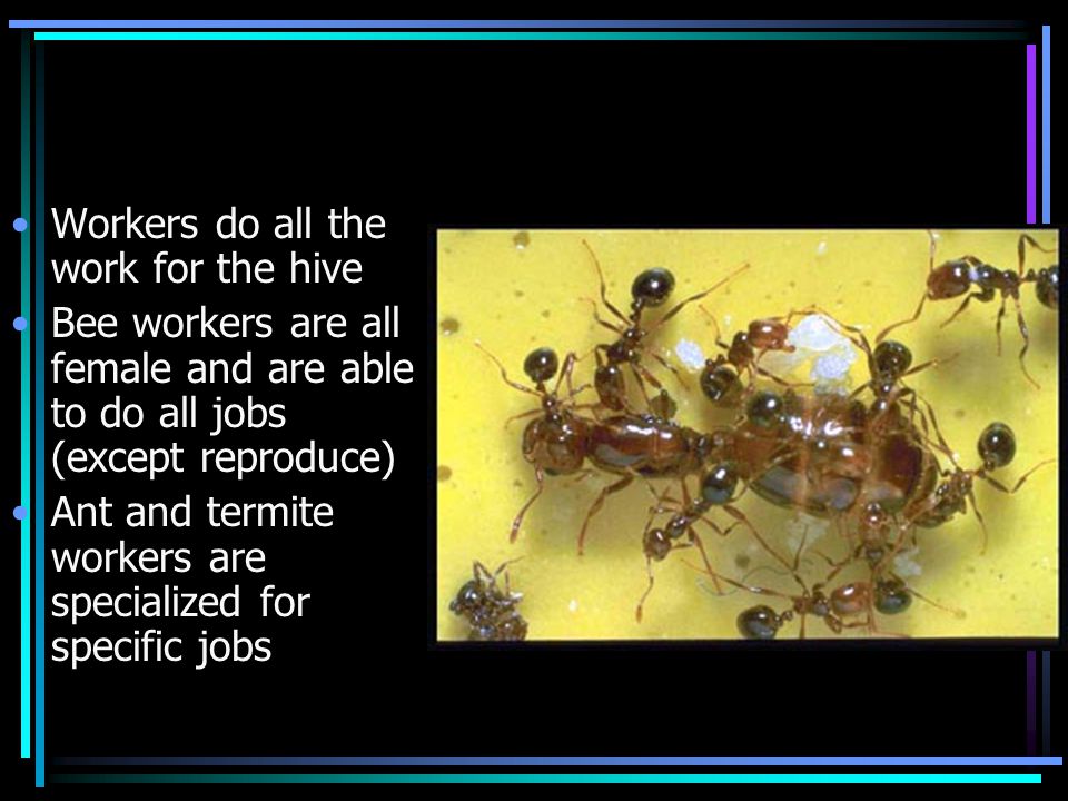Workers do all the work for the hive Bee workers are all female and are able to do all jobs (except reproduce) Ant and termite workers are specialized for specific jobs