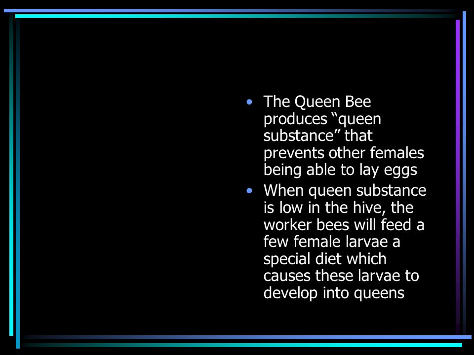 The Queen Bee produces queen substance that prevents other females being able to lay eggs When queen substance is low in the hive, the worker bees will feed a few female larvae a special diet which causes these larvae to develop into queens