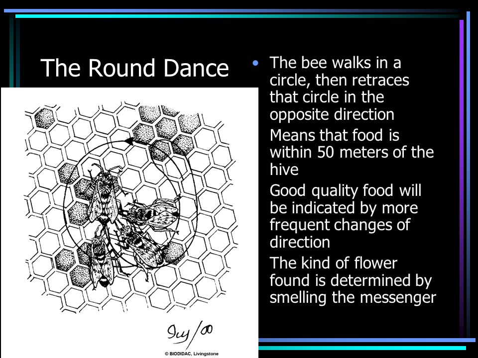 The Round Dance The bee walks in a circle, then retraces that circle in the opposite direction Means that food is within 50 meters of the hive Good quality food will be indicated by more frequent changes of direction The kind of flower found is determined by smelling the messenger