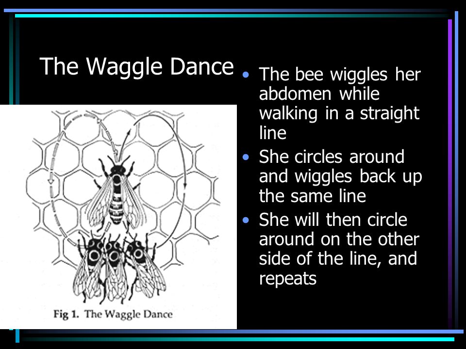 The Waggle Dance The bee wiggles her abdomen while walking in a straight line She circles around and wiggles back up the same line She will then circle around on the other side of the line, and repeats