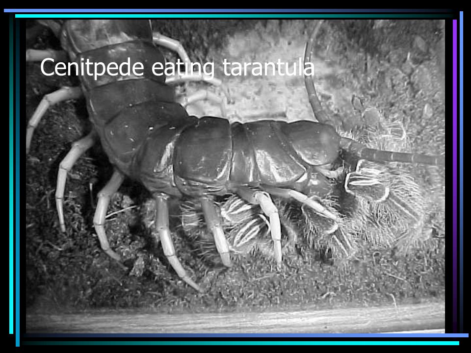 Cenitpede eating tarantula