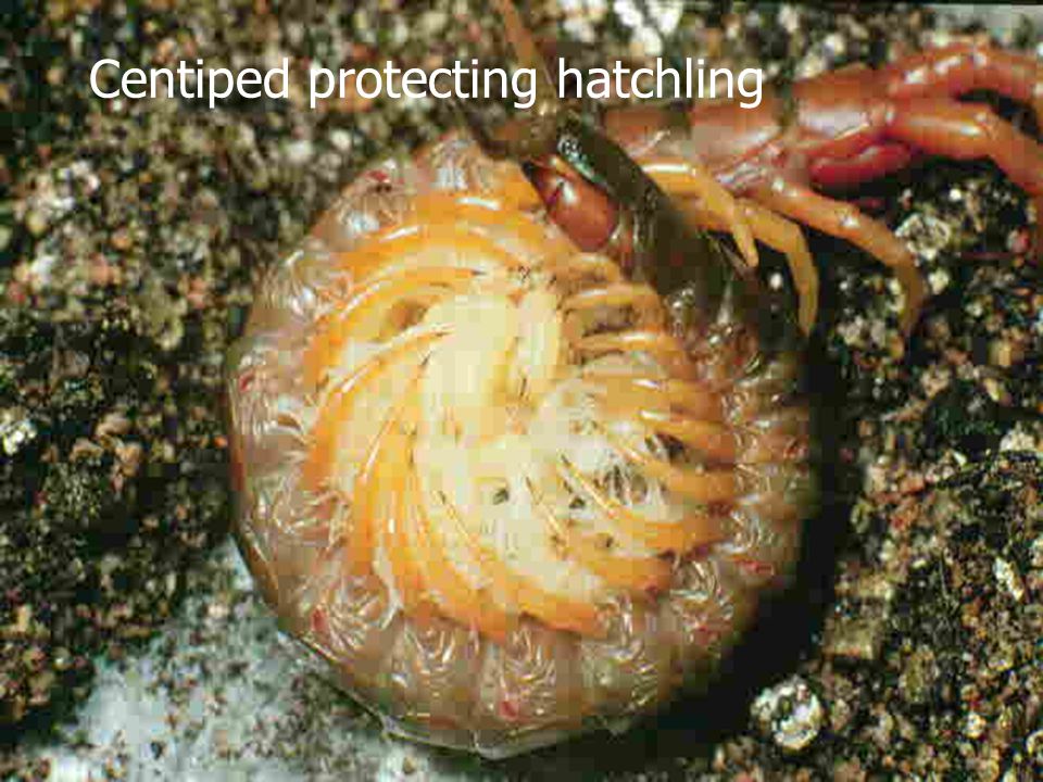 Centiped protecting hatchling
