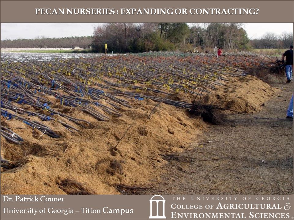 Pecan Nurseries Expanding Or Contracting Dr Patrick Conner 1 Pecan Nurseries
