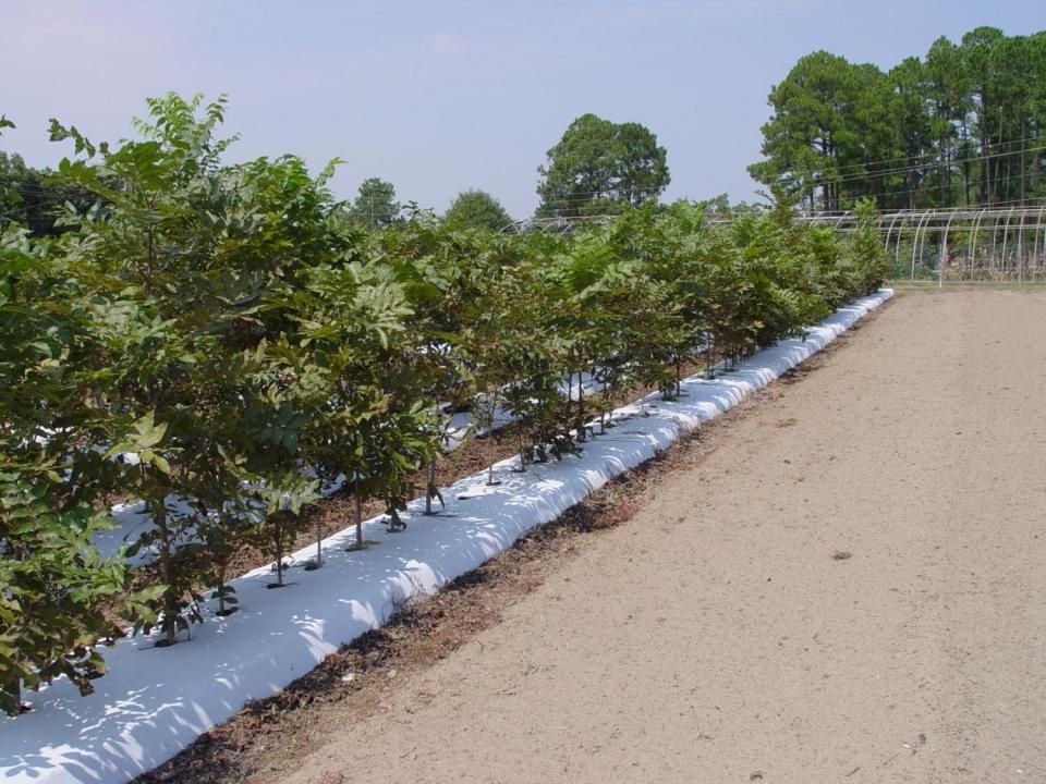 Pecan Nurseries Expanding Or Contracting Dr Patrick Pecan Nurseries Expanding Or Contracting Dr Patrick