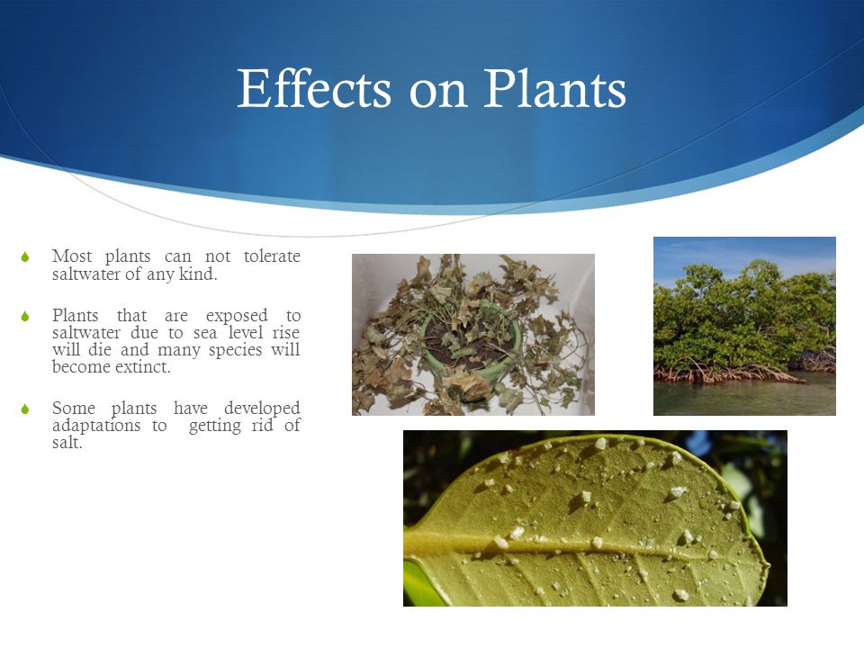 Effects on Plants  Most plants can not tolerate saltwater of any kind.