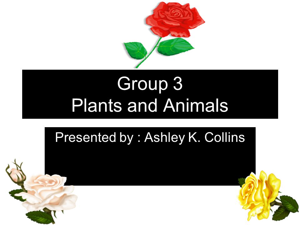 Group 3 Plants and Animals Presented by : Ashley K. Collins