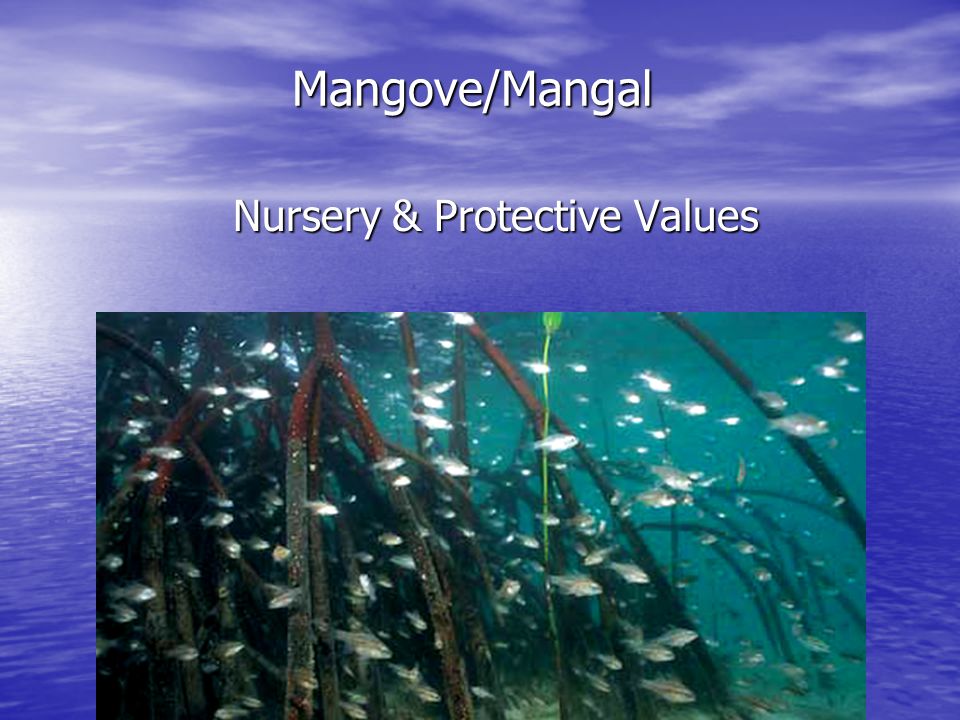 Mangove/Mangal Nursery & Protective Values