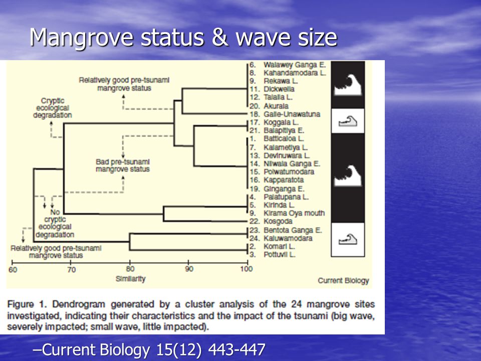 Mangrove status & wave size –Current Biology 15(12)