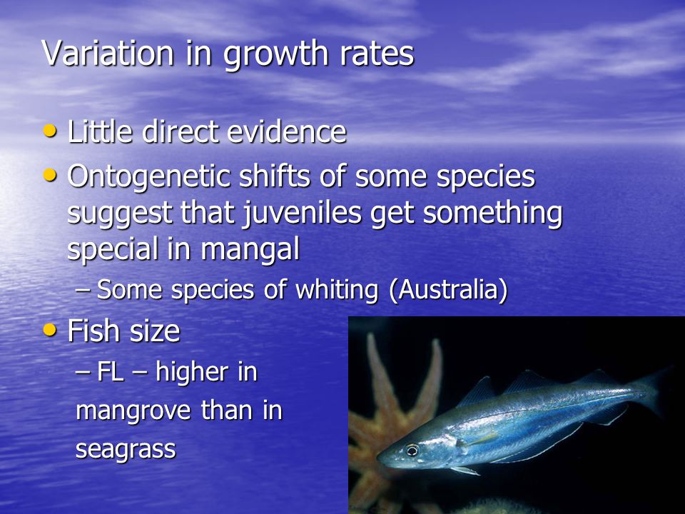 Variation in growth rates Little direct evidence Little direct evidence Ontogenetic shifts of some species suggest that juveniles get something special in mangal Ontogenetic shifts of some species suggest that juveniles get something special in mangal –Some species of whiting (Australia) Fish size Fish size –FL – higher in mangrove than in seagrass