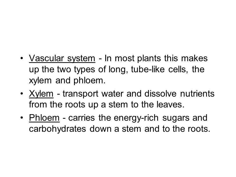 Vascular system - In most plants this makes up the two types of long, tube-like cells, the xylem and phloem.