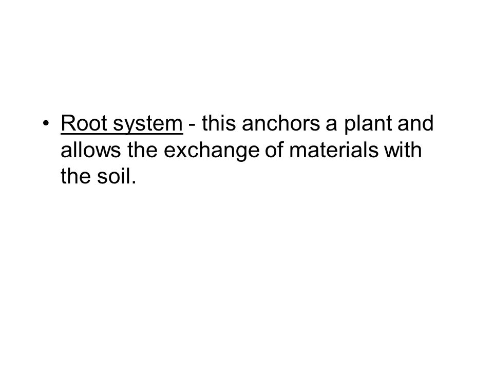 Root system - this anchors a plant and allows the exchange of materials with the soil.