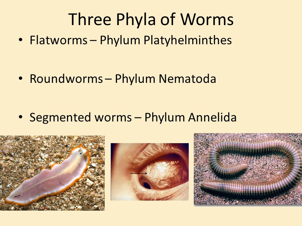 Phylum platyhelminthes nematoda annelida. Perbedaan platyhelminthes nematoda annelida