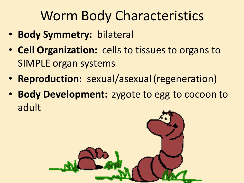 what are the three main phyla of worms