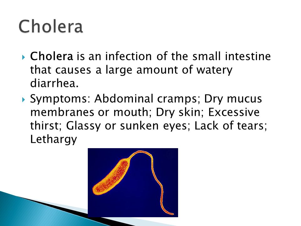  Cholera is an infection of the small intestine that causes a large amount of watery diarrhea.