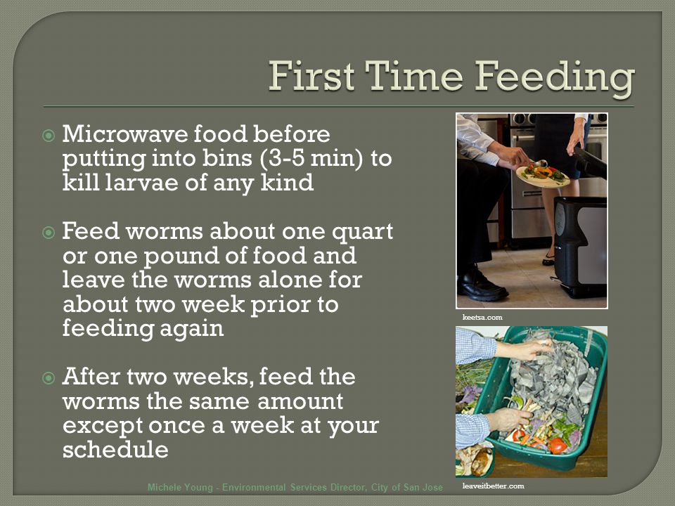  Microwave food before putting into bins (3-5 min) to kill larvae of any kind  Feed worms about one quart or one pound of food and leave the worms alone for about two week prior to feeding again  After two weeks, feed the worms the same amount except once a week at your schedule keetsa.com leaveitbetter.com Michele Young - Environmental Services Director, City of San Jose