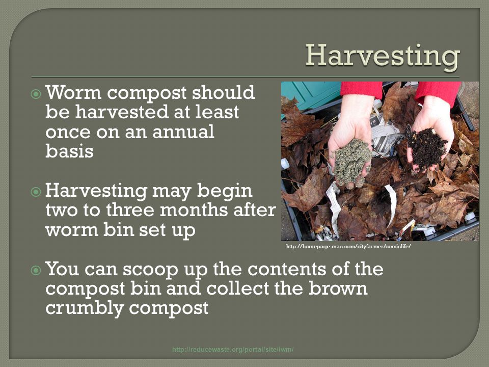  Worm compost should be harvested at least once on an annual basis  Harvesting may begin two to three months after worm bin set up  You can scoop up the contents of the compost bin and collect the brown crumbly compost