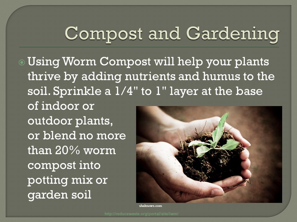  Using Worm Compost will help your plants thrive by adding nutrients and humus to the soil.