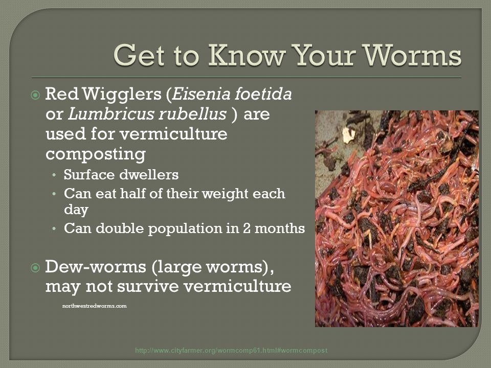  Red Wigglers (Eisenia foetida or Lumbricus rubellus ) are used for vermiculture composting Surface dwellers Can eat half of their weight each day Can double population in 2 months  Dew-worms (large worms), may not survive vermiculture   northwestredworms.com