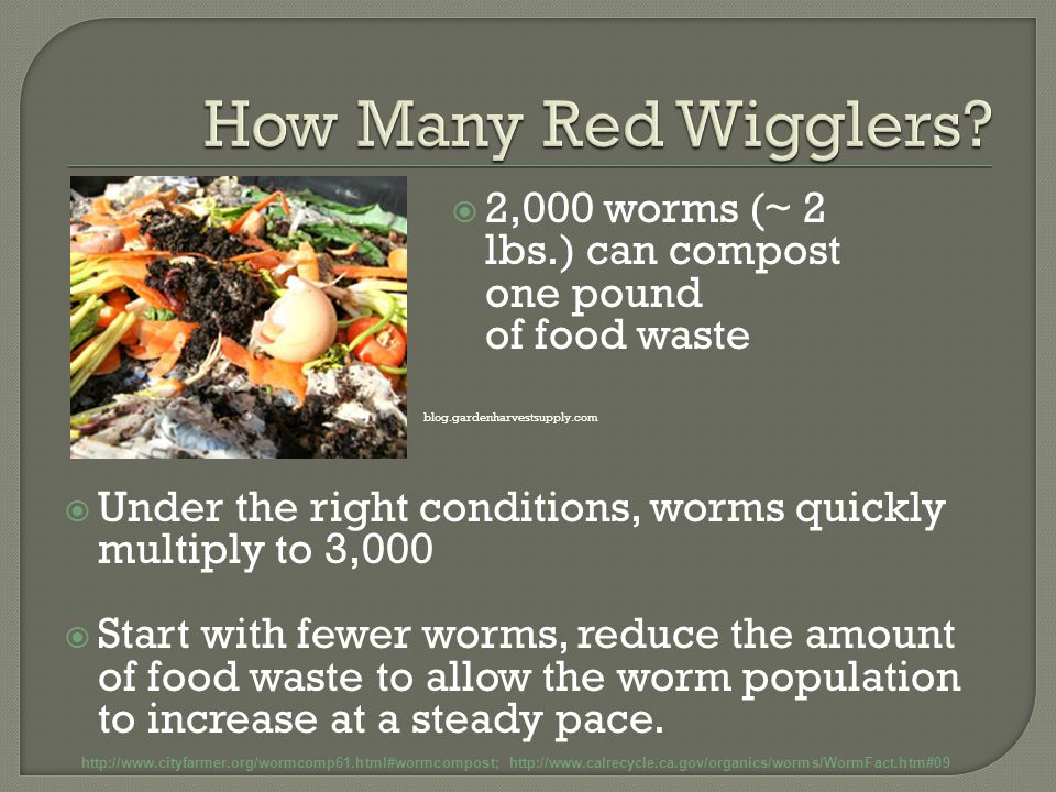  Under the right conditions, worms quickly multiply to 3,000  Start with fewer worms, reduce the amount of food waste to allow the worm population to increase at a steady pace.