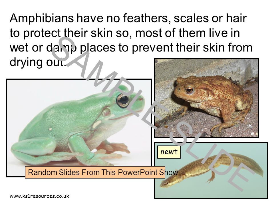 Amphibians have no feathers, scales or hair to protect their skin so, most of them live in wet or damp places to prevent their skin from drying out.