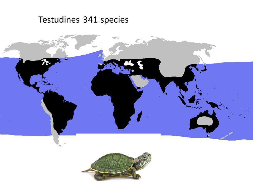 REPTILES. Testudines 341 species Turtles: Testudines Joyce et al Pleurodira  Cryptodira Testudines. - ppt download