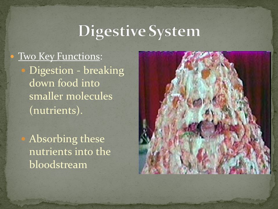 Two Key Functions: Digestion - breaking down food into smaller molecules (nutrients).