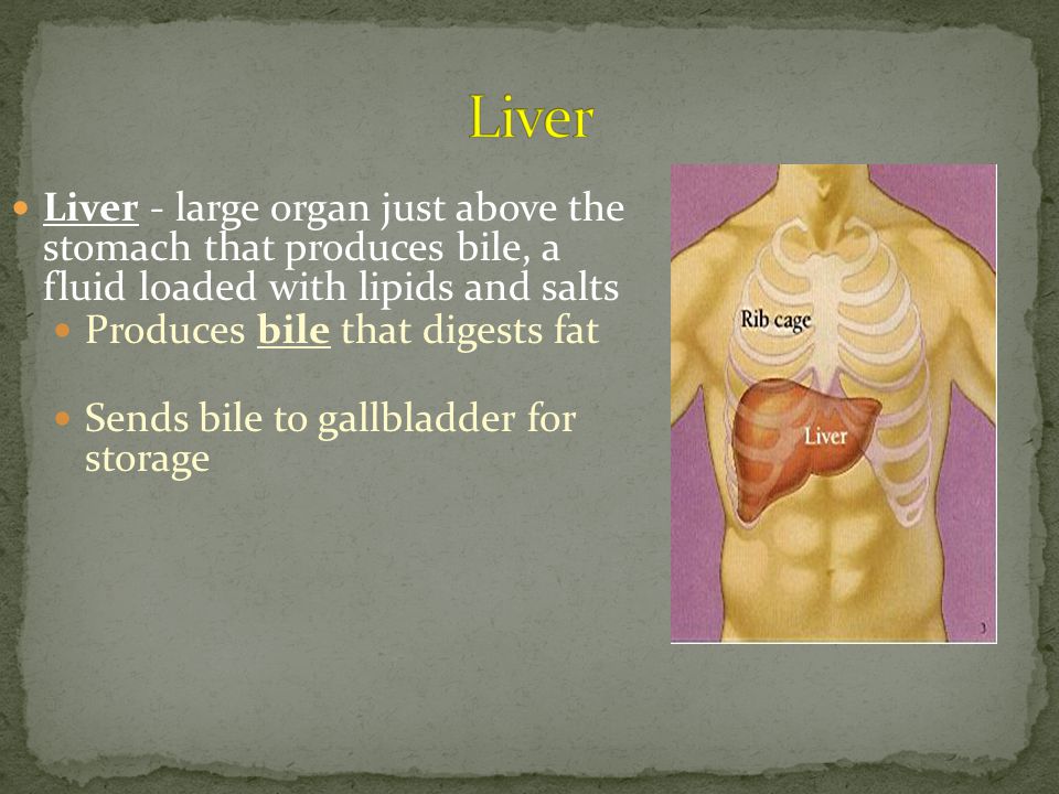 Liver - large organ just above the stomach that produces bile, a fluid loaded with lipids and salts Produces bile that digests fat Sends bile to gallbladder for storage