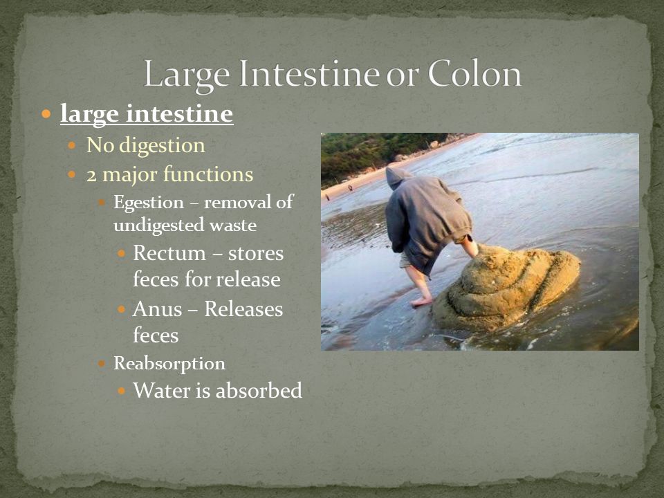 large intestine No digestion 2 major functions Egestion – removal of undigested waste Rectum – stores feces for release Anus – Releases feces Reabsorption Water is absorbed