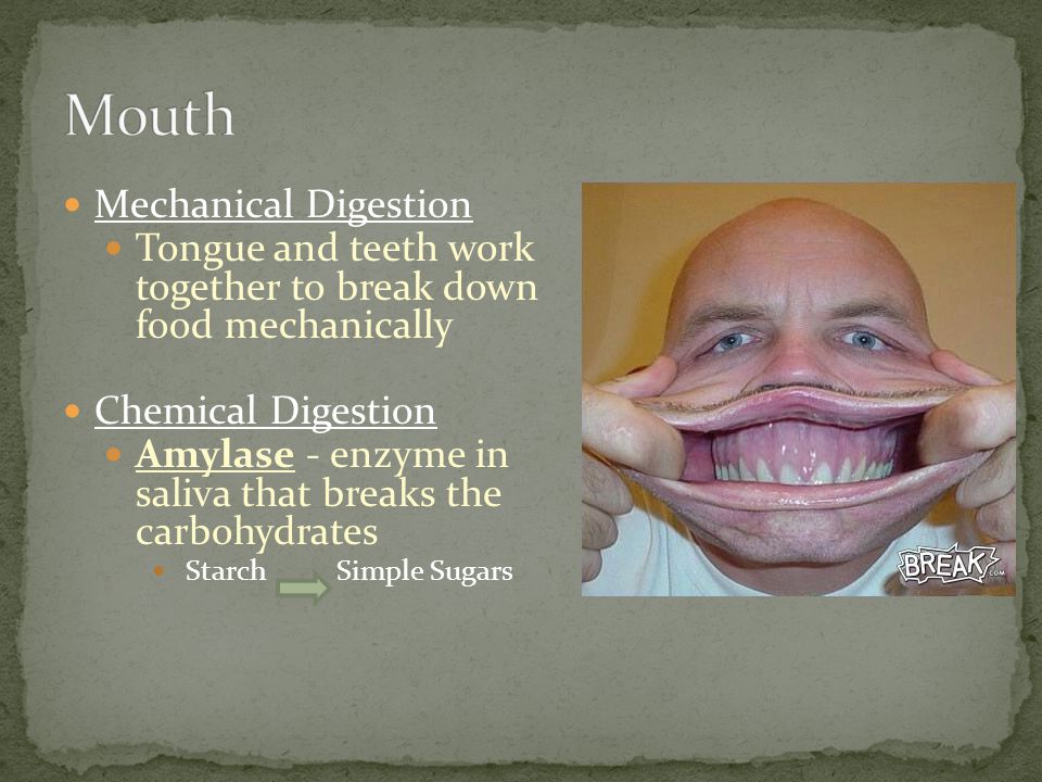 Mechanical Digestion Tongue and teeth work together to break down food mechanically Chemical Digestion Amylase - enzyme in saliva that breaks the carbohydrates Starch Simple Sugars