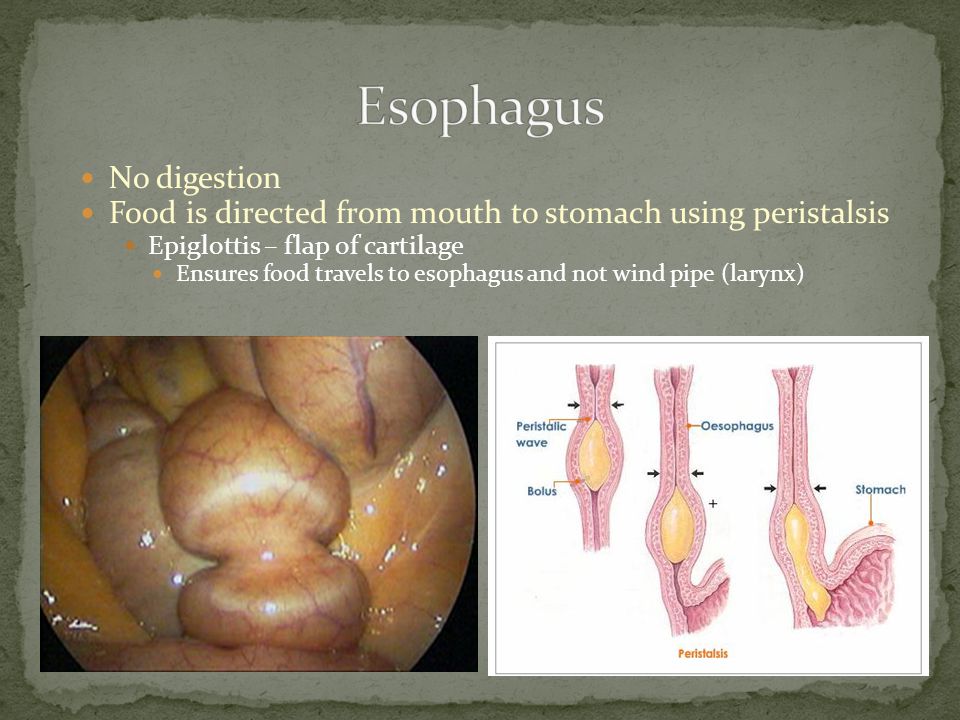 No digestion Food is directed from mouth to stomach using peristalsis Epiglottis – flap of cartilage Ensures food travels to esophagus and not wind pipe (larynx)