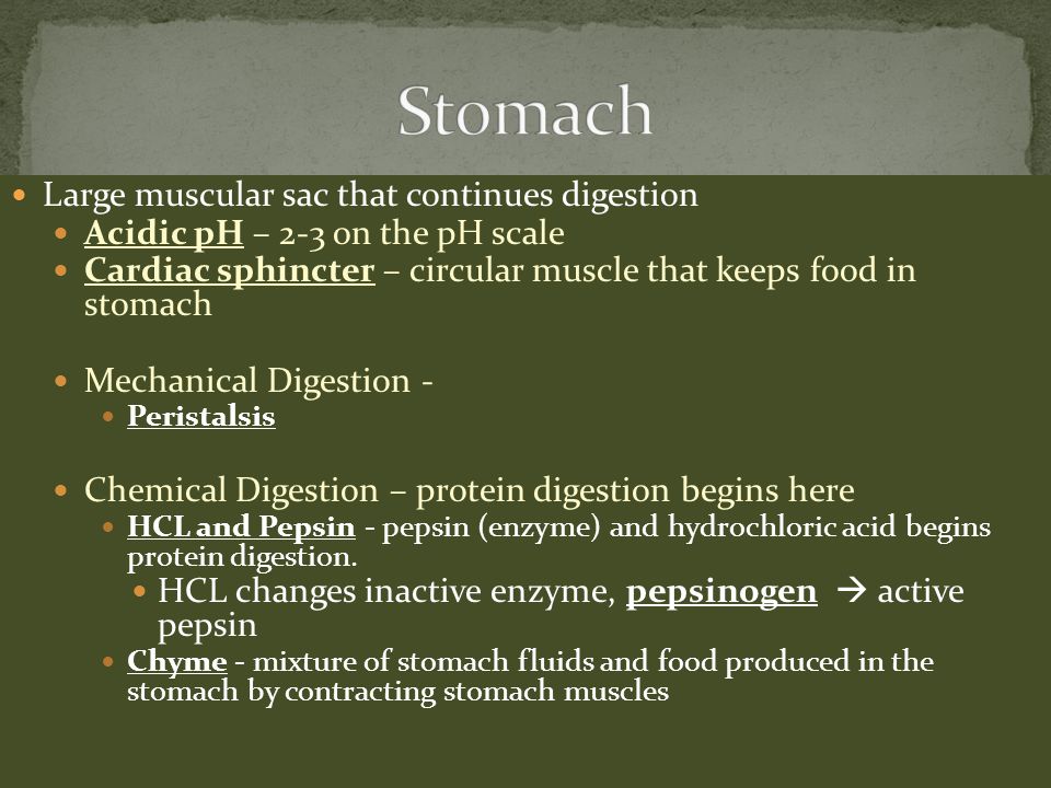 Large muscular sac that continues digestion Acidic pH – 2-3 on the pH scale Cardiac sphincter – circular muscle that keeps food in stomach Mechanical Digestion - Peristalsis Chemical Digestion – protein digestion begins here HCL and Pepsin - pepsin (enzyme) and hydrochloric acid begins protein digestion.