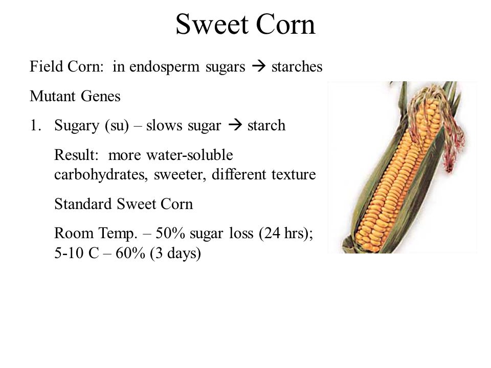 Sugar slowed. Corn starch перевод. Corn in your hand перевод.
