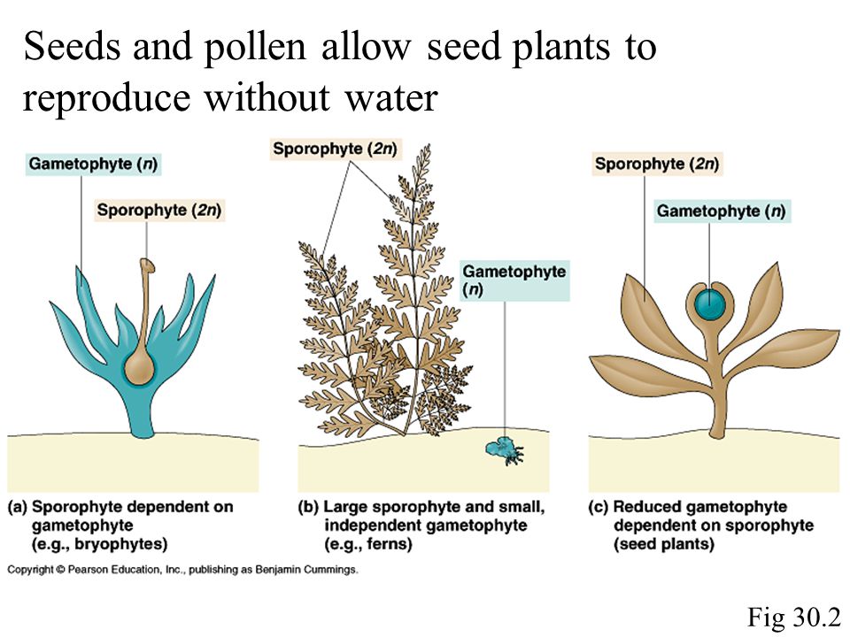 Today Plant Reproduction W Genetic Engineering Of Plants Ppt Download Today Plant Reproduction W Genetic Engineering Of Plants Ppt Download