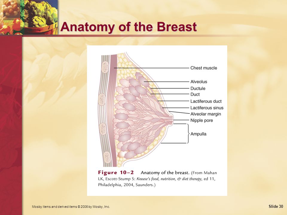 Mosby items and derived items © 2006 by Mosby, Inc. Slide 30 Anatomy of the Breast