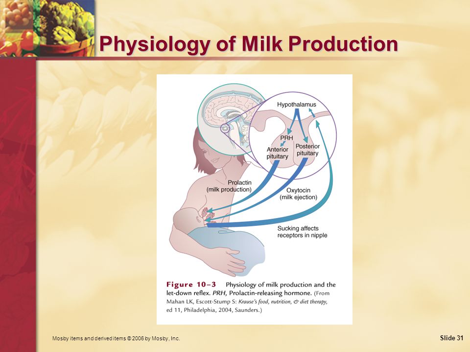 Mosby items and derived items © 2006 by Mosby, Inc. Slide 31 Physiology of Milk Production
