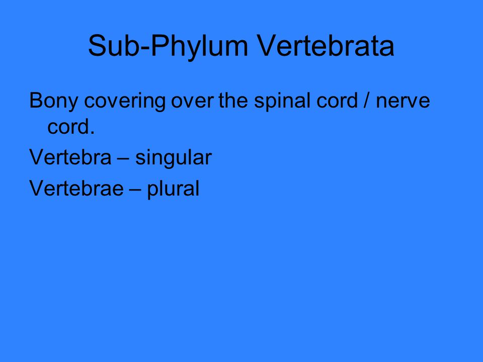 Sub-Phylum Vertebrata Bony covering over the spinal cord / nerve cord.