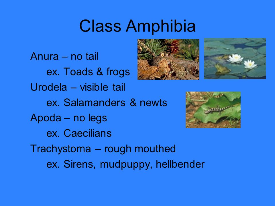 Class Amphibia Anura – no tail ex. Toads & frogs Urodela – visible tail ex.
