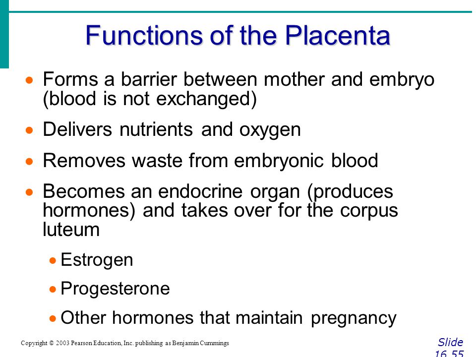 FETUS PLACENTA UMBILICAL CORD CERVIX AMNION. Functions of the Placenta  Slide Copyright © 2003 Pearson Education, Inc. publishing as Benjamin. -  ppt download