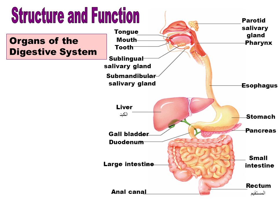 Accessory Organs Of The Digestive System New 60 The Digestive System 60 Parts Of The Alimentary Canal The Digestive Accessory Organs Of The Digestive System New 60 The Digestive System 60 Parts Of The Alimentary Canal The Digestive
