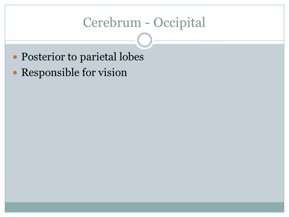 Cerebrum - Occipital Posterior to parietal lobes Responsible for vision