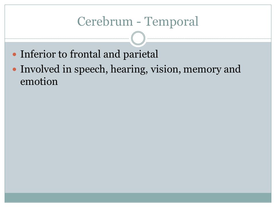 Cerebrum - Temporal Inferior to frontal and parietal Involved in speech, hearing, vision, memory and emotion