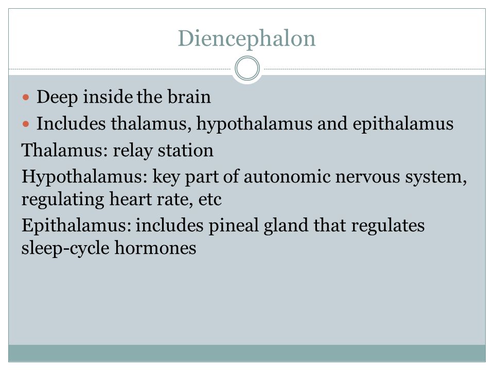 Diencephalon Deep inside the brain Includes thalamus, hypothalamus and epithalamus Thalamus: relay station Hypothalamus: key part of autonomic nervous system, regulating heart rate, etc Epithalamus: includes pineal gland that regulates sleep-cycle hormones