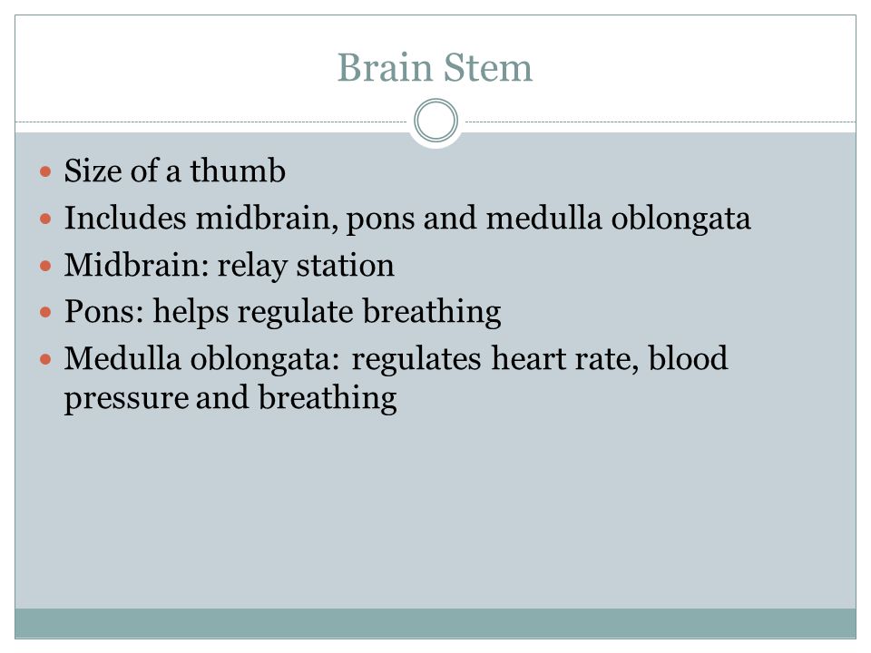Brain Stem Size of a thumb Includes midbrain, pons and medulla oblongata Midbrain: relay station Pons: helps regulate breathing Medulla oblongata: regulates heart rate, blood pressure and breathing