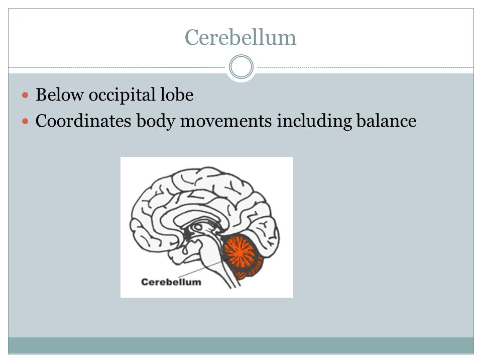 Cerebellum Below occipital lobe Coordinates body movements including balance